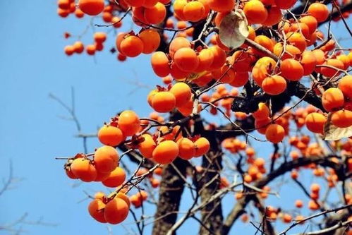 梦见自己亲手摘柿子吃:昨夜梦回,见一株柿树,高耸如盖,枝叶繁茂,缀满红柿,如灯笼般挂满枝头。树下无人,唯我一人,赤手攀援而上,摘取那熟透的果实 梦见自己亲手摘柿子吃:昨夜梦回,见一株柿树,高耸如盖,枝叶繁茂,缀满红柿,如灯笼般挂满枝头。树下无人,唯我一人,赤手攀援而上,摘取那熟透的果实