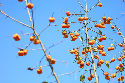梦见自己亲手摘柿子吃:昨夜梦回,见一株柿树,高耸如盖,枝叶繁茂,缀满红柿,如灯笼般挂满枝头。树下无人,唯我一人,赤手攀援而上,摘取那熟透的果实 梦见自己亲手摘柿子吃:昨夜梦回,见一株柿树,高耸如盖,枝叶繁茂,缀满红柿,如灯笼般挂满枝头。树下无人,唯我一人,赤手攀援而上,摘取那熟透的果实