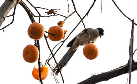 梦见自己亲手摘柿子吃:昨夜梦回,见一株柿树,高耸如盖,枝叶繁茂,缀满红柿,如灯笼般挂满枝头。树下无人,唯我一人,赤手攀援而上,摘取那熟透的果实
