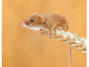 84年属鼠三大劫难:1984年属鼠人,三大劫难与破局之道—从传统命理看生存智慧 84年属鼠三大劫难:1984年属鼠人,三大劫难与破局之道—从传统命理看生存智慧