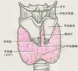 乳腺结节中药散结第一名:中药散结第一名?乳腺结节治疗新选择! 乳腺结节中药散结第一名:中药散结第一名?乳腺结节治疗新选择!