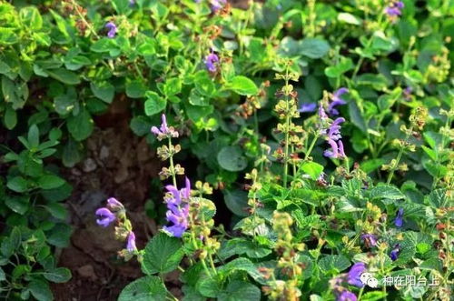 丹参的功效与主治作用:神奇草药丹参,功效与主治作用全解析 丹参的功效与主治作用:神奇草药丹参,功效与主治作用全解析