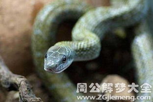 梦见巨蟒追自己是什么预兆:梦里被巨蟒追赶,预示着什么?解密梦境背后的玄机 梦见巨蟒追自己是什么预兆:梦里被巨蟒追赶,预示着什么?解密梦境背后的玄机