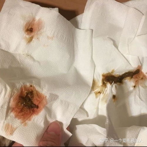 便血鲜红色会是癌症吗:便血鲜红色会是癌症吗?真相在这里! 便血鲜红色会是癌症吗:便血鲜红色会是癌症吗?真相在这里!