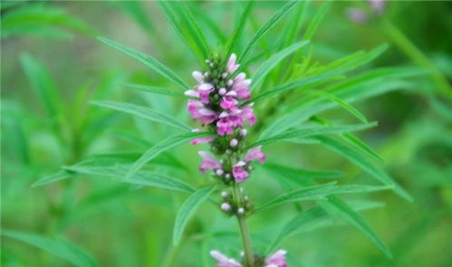 益母草流产的正确方法:益母草流产的传统偏方,安全指南与注意事项 益母草流产的正确方法:益母草流产的传统偏方,安全指南与注意事项