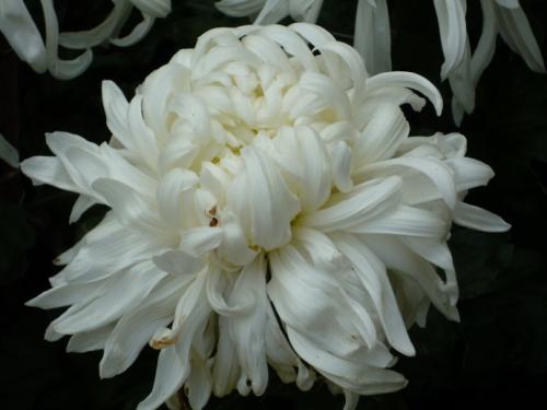 梦见死去的妈妈复活了是什么意思:梦见死去的妈妈复活了,是什么意思? 梦见死去的妈妈复活了是什么意思:梦见死去的妈妈复活了,是什么意思?