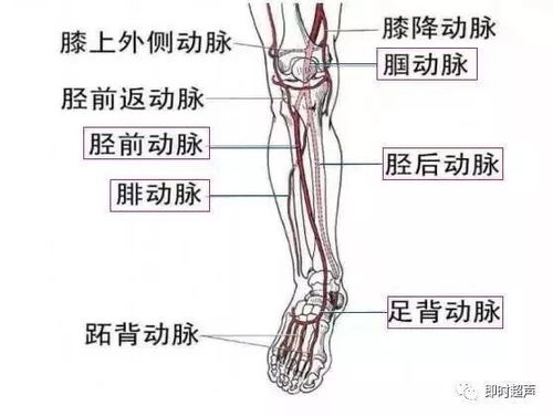 静脉曲张最怕三种食物:静脉曲张最怕的三种食物,吃一次等于白花钱! 静脉曲张最怕三种食物:静脉曲张最怕的三种食物,吃一次等于白花钱!