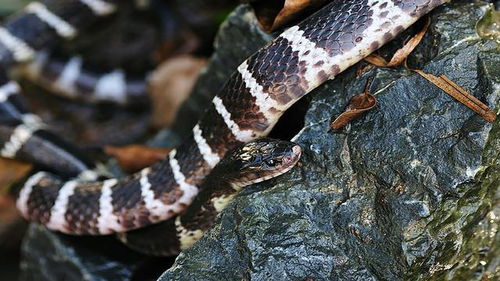 女人梦见家里满地都是蛇:女人梦见家里满地都是蛇,解析梦境背后的隐喻与心理暗示 女人梦见家里满地都是蛇:女人梦见家里满地都是蛇,解析梦境背后的隐喻与心理暗示
