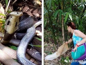 女人梦见家里满地都是蛇:女人梦见家里满地都是蛇,解析梦境背后的隐喻与心理暗示 女人梦见家里满地都是蛇:女人梦见家里满地都是蛇,解析梦境背后的隐喻与心理暗示