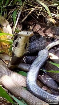 女人梦见家里满地都是蛇:女人梦见家里满地都是蛇,解析梦境背后的隐喻与心理暗示 女人梦见家里满地都是蛇:女人梦见家里满地都是蛇,解析梦境背后的隐喻与心理暗示