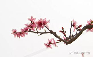 八字测你命带多少桃花:八字测你命带多少桃花?揭秘命理中的桃花密码与破解指南 八字测你命带多少桃花:八字测你命带多少桃花?揭秘命理中的桃花密码与破解指南