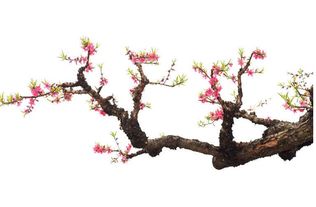 八字测你命带多少桃花:八字测你命带多少桃花?揭秘命理中的桃花密码与破解指南 八字测你命带多少桃花:八字测你命带多少桃花?揭秘命理中的桃花密码与破解指南