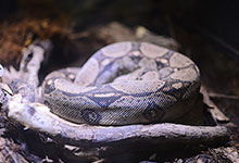 女人梦见打死蛇:解密女人梦见打死蛇,潜意识中的隐喻与启示 女人梦见打死蛇:解密女人梦见打死蛇,潜意识中的隐喻与启示