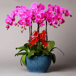 蝴蝶兰可以旺姻缘吗:蝴蝶兰真的能旺姻缘吗?科学养护与文化寓意解析 蝴蝶兰可以旺姻缘吗:蝴蝶兰真的能旺姻缘吗?科学养护与文化寓意解析