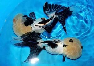 已婚女人梦见别人送鱼给我:梦中鱼跃,已婚女性的潜意识密码—解析梦见别人送鱼的情感暗示