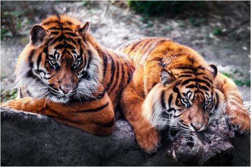 男虎女牛生肖结婚吉日:虎年男与牛女的天作之合,择吉日迎良缘