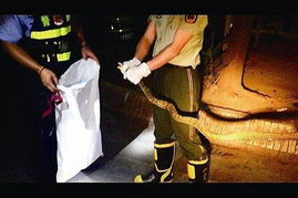 女人梦见一个男的用刀刺我:梦中被刺,解析女性梦境中的刀刺隐喻