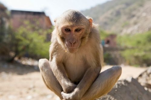 生肖猴姻缘怎么样化解:猴年姻缘如何化解?灵猴的浪漫与智慧,助你修成正果!