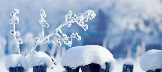 梦见地上厚厚的白雪:我梦见了雪。梦里的雪,不是那种细碎的、轻轻飘落的雪,而是厚厚的,堆积起来的雪。那雪白得刺眼,亮得耀眼,仿佛是天地间最纯净的颜色