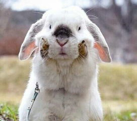 兔和牛的姻缘怎样化解:兔与牛的姻缘,一场欢喜一场泪