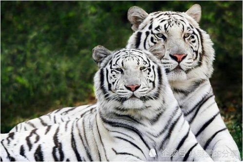 1998年属虎25岁以后一生命运:1998年属虎人25岁后运势解析,机遇与挑战并存的人生转折期