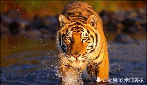 1998年属虎25岁以后一生命运:1998年属虎人25岁后运势解析,机遇与挑战并存的人生转折期 1998年属虎25岁以后一生命运:1998年属虎人25岁后运势解析,机遇与挑战并存的人生转折期