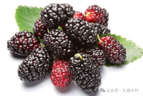 桑葚的七大功效:桑葚的七大功效,自然馈赠的养生圣品,你吃对了吗?