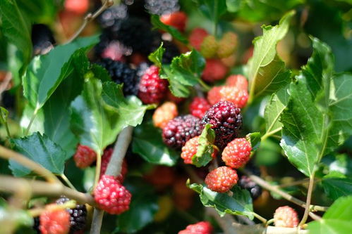 桑葚的七大功效:桑葚的七大功效,自然馈赠的养生圣品,你吃对了吗? 桑葚的七大功效:桑葚的七大功效,自然馈赠的养生圣品,你吃对了吗?