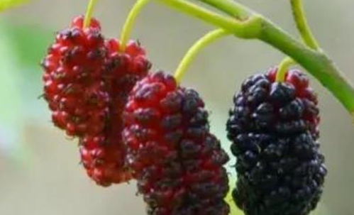 桑葚的七大功效:桑葚的七大功效,自然馈赠的养生圣品,你吃对了吗? 桑葚的七大功效:桑葚的七大功效,自然馈赠的养生圣品,你吃对了吗?