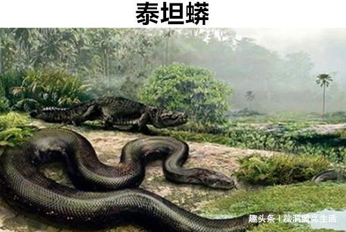 梦见大蟒蛇攻击人是什么预兆:梦见大蟒蛇攻击人是什么预兆?传统文化与现代心理的双重解读