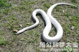 梦见大蟒蛇攻击人是什么预兆:梦见大蟒蛇攻击人是什么预兆?传统文化与现代心理的双重解读 梦见大蟒蛇攻击人是什么预兆:梦见大蟒蛇攻击人是什么预兆?传统文化与现代心理的双重解读