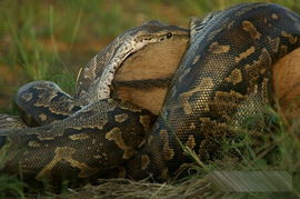 梦见大蟒蛇攻击人是什么预兆:梦见大蟒蛇攻击人是什么预兆?传统文化与现代心理的双重解读 梦见大蟒蛇攻击人是什么预兆:梦见大蟒蛇攻击人是什么预兆?传统文化与现代心理的双重解读