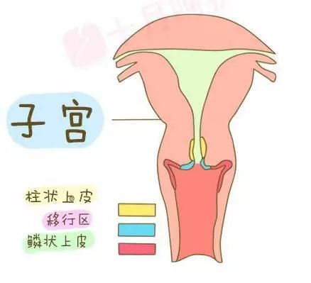 宫颈筛查是阳性怎么办:别慌!宫颈筛查阳性,这些你需要知道