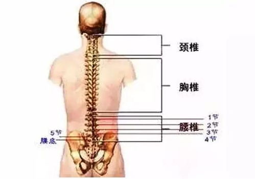 脊柱外科免费咨询:脊柱健康,从免费咨询开始—关爱脊柱,守护生活