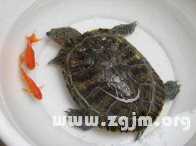 做梦梦见乌龟是什么意思:做梦梦见乌龟是什么意思?解析梦境中的乌龟象征与心理暗示