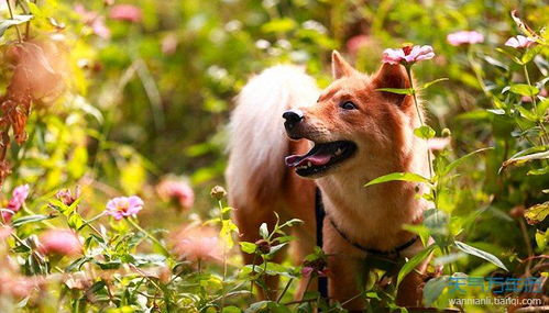 82年狗25年运势如何:1982年属狗人25年运势全解析,事业家庭健康财富的黄金指南
