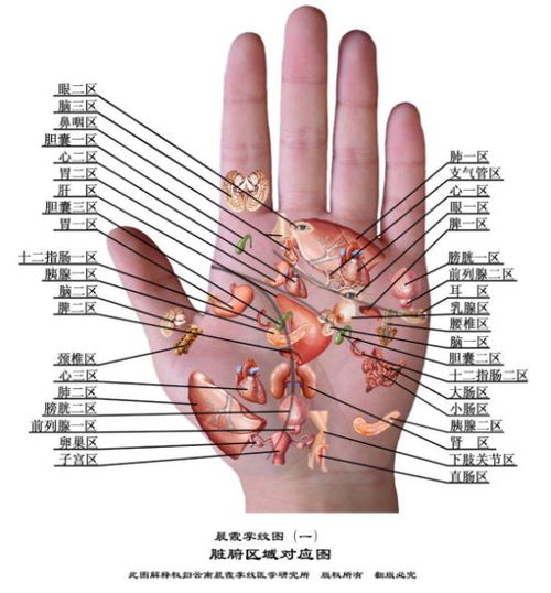 手相怎么看图解：手相图解入门指南，三步学会看掌纹与线纹