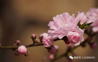 怎么测自己的桃花运:测桃花运全攻略,3种科学方法+实用技巧,解锁你的情感运势密码 怎么测自己的桃花运:测桃花运全攻略,3种科学方法+实用技巧,解锁你的情感运势密码