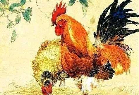 鸡最不合适的属相:属鸡人最不合适的属相,避开这三大生肖,化解人际危机