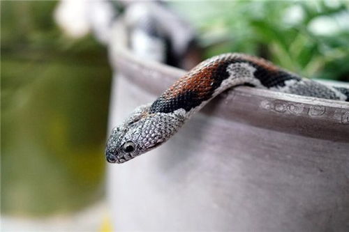 梦见有很多蛇是什么预兆:梦见有很多蛇是什么预兆?解密蛇形梦境背后的神秘含义