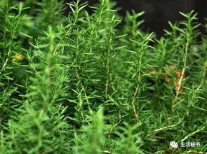 迷迭香:迷迭香,不只是香草,更是生活妙物