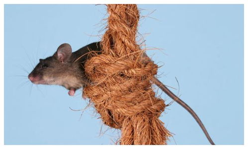 84年属鼠人最穷不过36岁：揭秘84年属鼠人命运转折点，36岁前需警惕的3大困局，破局关键在于这3点