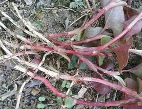 女人吃鱼腥草的好处：女人吃鱼腥草的好处，这些功效你一定要知道！