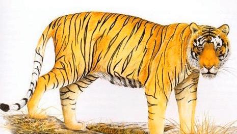 为何属虎的不怕本命年：属虎者为何独善其身？解码本命年豁免的生肖玄机