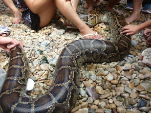 女人梦见很多蛇预示着什么：女人梦见很多蛇预示着什么？从文化符号到心理隐喻的双重解读