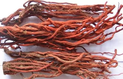 丹参对气血不足有好处吗：丹参对气血不足有好处吗？中医专家解读丹参的双向调节作用