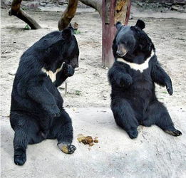 梦见踩了一脚屎又洗了：梦里踩了惊喜又洗净，是身体在提醒什么？