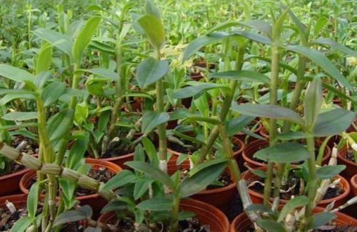 石斛多少钱一克：石斛多少钱一克？全面解析石斛价格与选购指南