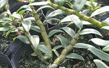 石斛多少钱一克:石斛多少钱一克?全面解析石斛价格与选购指南