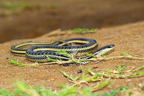 女人梦到蛇预示怀孕吗:女人梦到蛇是吉兆还是凶兆?传统文化与科学视角下的怀孕征兆解读